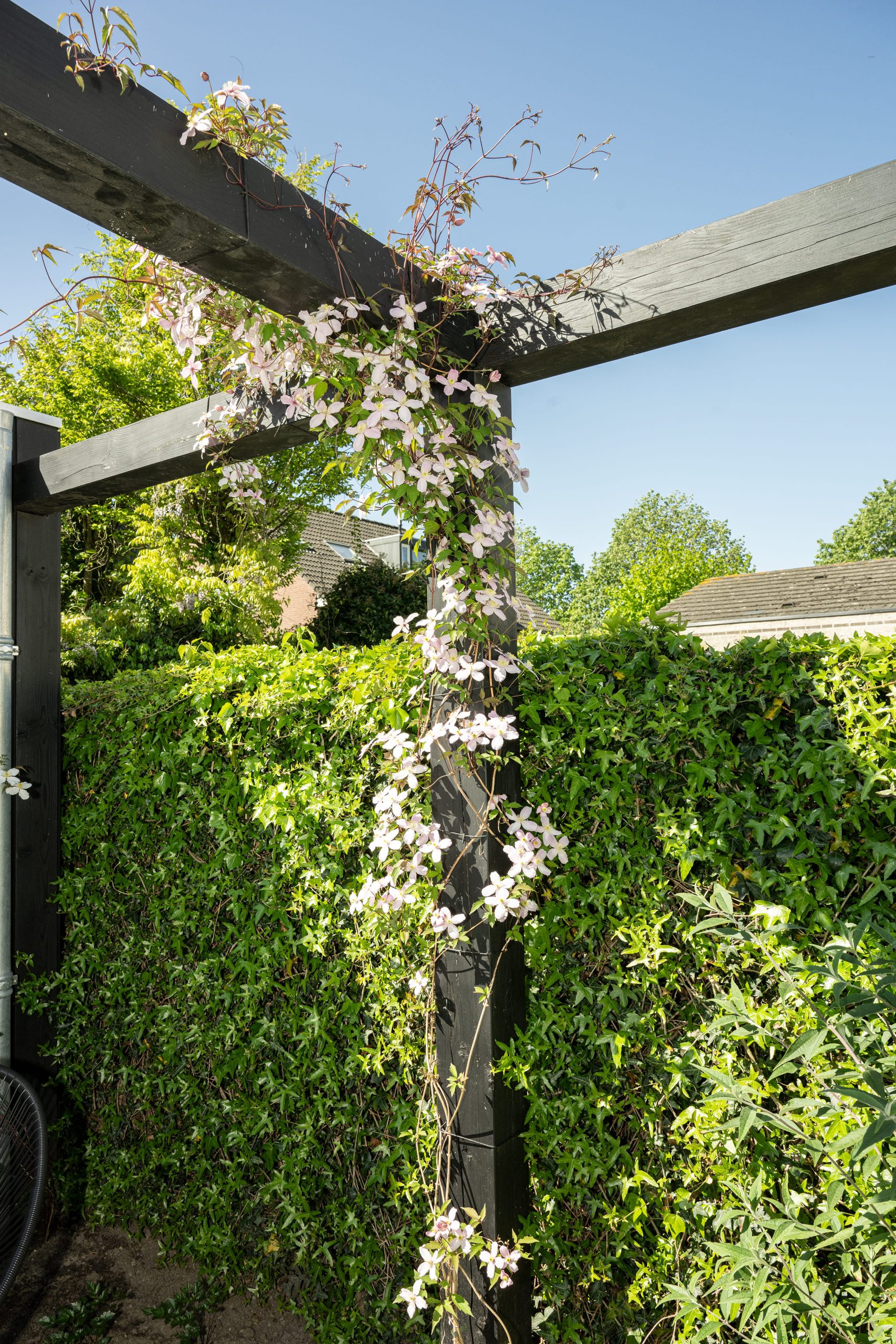Bloeiende clematis klimplant tegen een moderne zwarte pergola van thermo vuren hout.