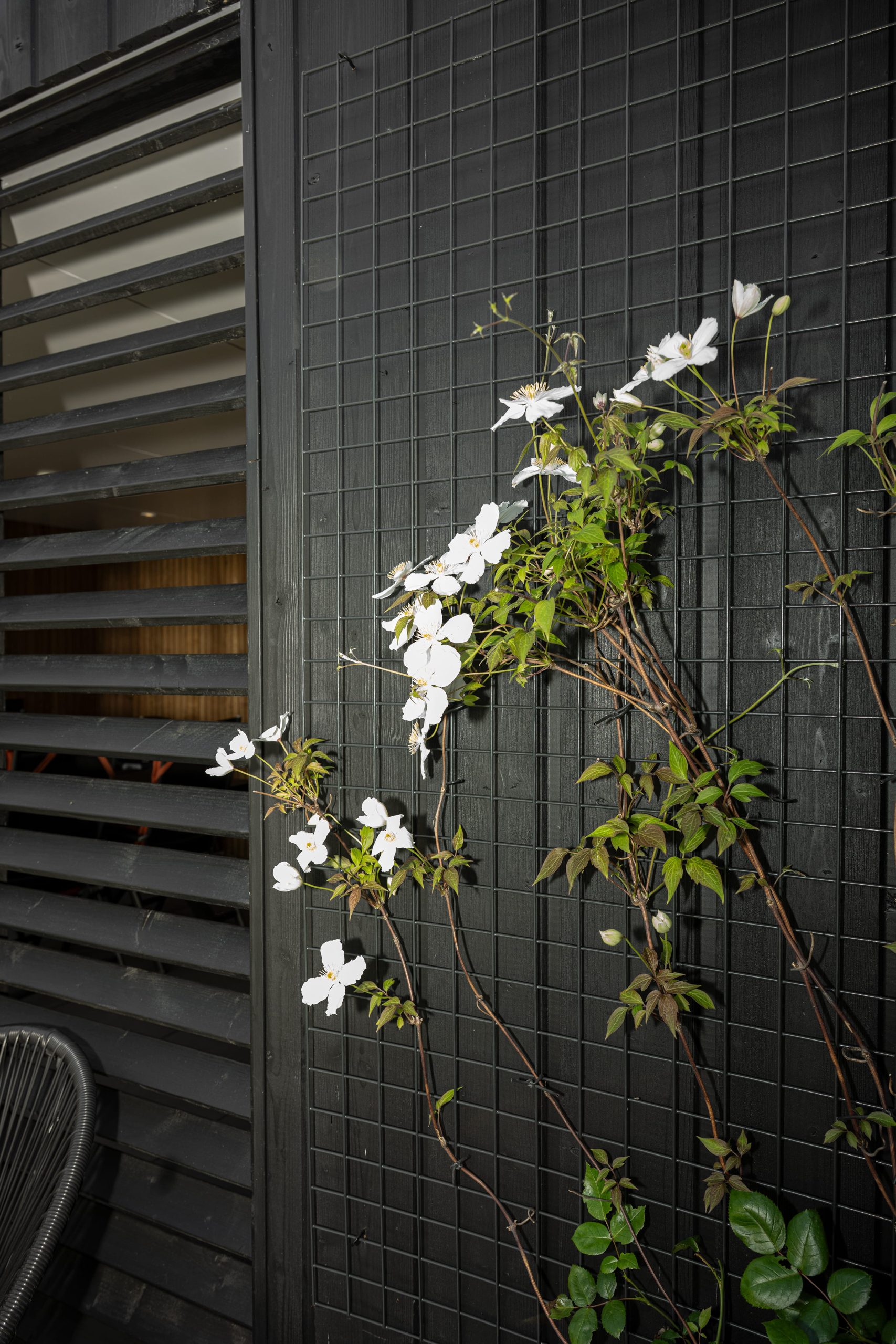 Witte clematis bloemen tegen een zwart gebeitste thermo vuren houten wand met raster.