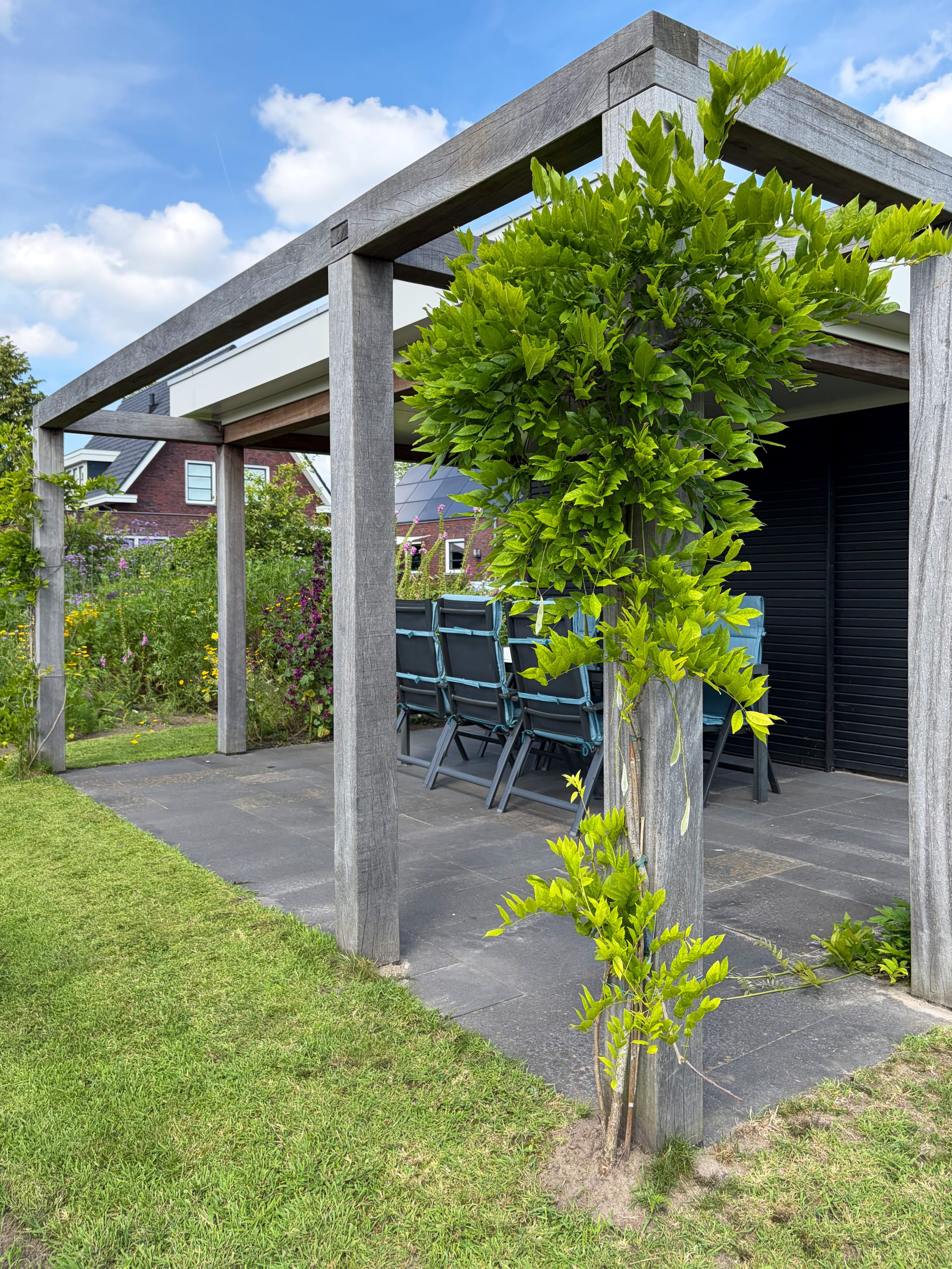 Weelderige groene klimplant groeit omhoog langs de houten staander van een pergola op een zonnige zomerdag.